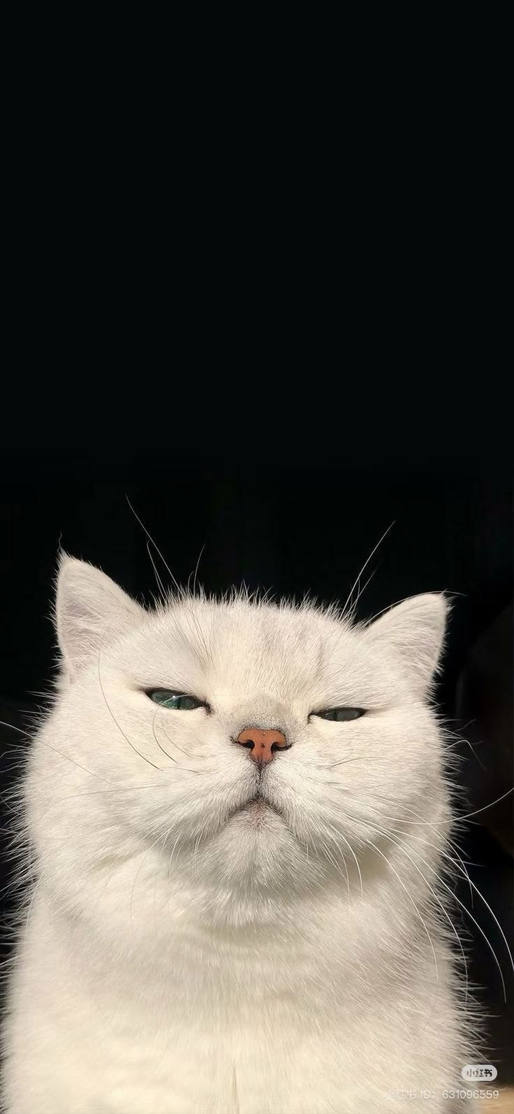 poocha sir